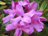 Daphne arbuscula detail