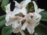 White D. bholua flower