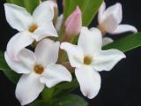 Daphne x
burkwoodii detail