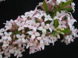 Daphne x burkwoodii flowers