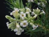 Daphne gnidium in flower