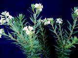 Daphne gnidium flowers