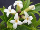 Daphne longilobata flowers