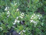 Daphne longilobata in flower