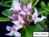 Daphne x napolitana flowers