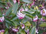 Daphne odora in flower