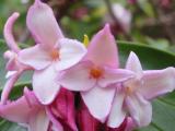 Daphne odora flowers