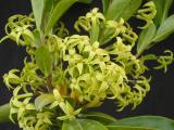 Daphne pontica flowers