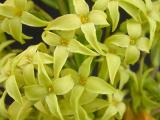 Closeup of Daphne pontica flowers