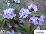 D. bholua 'Jacqueline Postill' in flower