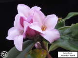 Daphne bholua 'Jacqueline Postill' detail