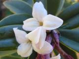 Daphne tangutica flowers