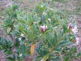 Daphne tangutica in flower