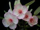 Eucryphia lucida 'Ballerina'