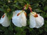 Eucryphia glutinosa