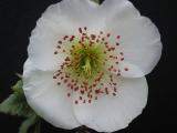 Details of Eucryphia glutinosa flower