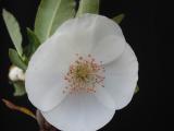 Eucryphia x intermedia