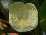 Eucryphia jinksii flowers