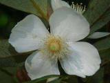 Eucryphia jinksii flowers