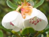 Eucryphia milligani
