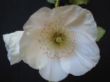 Eucryphia x 'Nymansay' flower