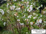 Eucryphia x 'Nymansay' shrub