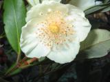 Eucryphia wilkei flower