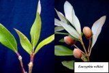 Eucryphia wilkei leaves and fruit