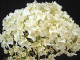 Hydrangea arborescens 'Annabelle' flowers