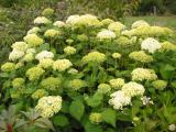Hydrangea arborescens 'Annabelle' shrub