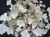 Hydrangea paniculata 'Pink Diamond' flowers