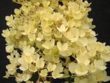 Hydrangea paniculata 'Pee Gee flowers'
