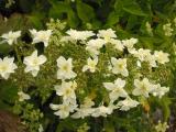 'Snowflake' flowers
  2
