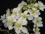 'Snowflake' flowers 1