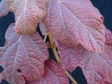'Snowflake' leaves in
  Autumn