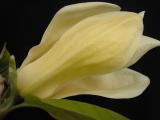 Magnolia x 'Butterflies' 2