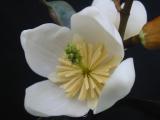 Magnolia dianica flower