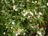 Magnolia dianica shrub