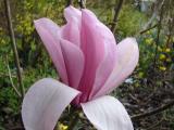 Magnolia x 'Galaxy flower'