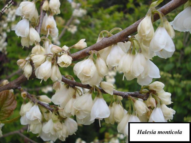 nursery m Halesia Lottah Australia: Tasmania,   Nursery monticola