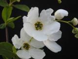 Exocorda 'The Bride' flowers