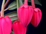 Crinodendron hookerianum flowers