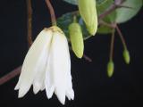 Crinodendron patagua flowers