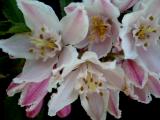 Deutzia 'Contraste'