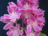 Deutzia 'Magicien