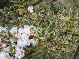 Luma apiculata 'Glanlean Gold'