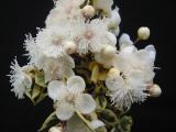 Glanlean Gold' flowers