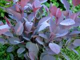 Cotinus x 'Grace'