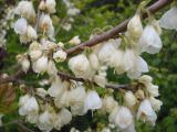 Halesia monticola flowers