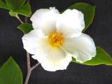 Stewartia pseudocamellia flower